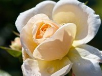 (Bildnachweis: Mit freundlicher Genehmigung der Tourist Information" Am Roseneck" Weilheim)  (Bildnachweis: Mit freundlicher Genehmigung der Tourist Information" Am Roseneck" Weilheim)