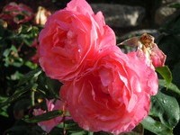 (Bildnachweis: Mit freundlicher Genehmigung der Tourist Information" Am Roseneck" Weilheim)  (Bildnachweis: Mit freundlicher Genehmigung der Tourist Information" Am Roseneck" Weilheim)