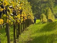 (Bildnachweis: Mit freundlicher Genehmigung der Bade- und Kurverwaltung Bad Bellingen)  (Bildnachweis: Mit freundlicher Genehmigung der Bade- und Kurverwaltung Bad Bellingen)