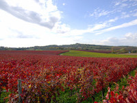 (Bildnachweis: Mit freundlicher Genehmigung der Gemeinde Friesenheim)  (Bildnachweis: Mit freundlicher Genehmigung der Gemeinde Friesenheim)