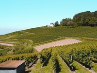 (Bildnachweis: Mit freundlicher Genehmigung der Gemeinde Kippenheim)  (Bildnachweis: Mit freundlicher Genehmigung der Gemeinde Kippenheim)