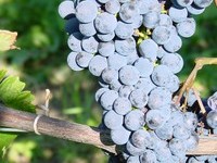 (Bildnachweis: Mit freundlicher Genehmigung der Stadt Schliengen)  (Bildnachweis: Mit freundlicher Genehmigung der Stadt Schliengen)