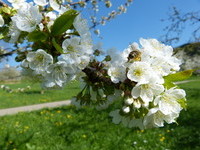 (Bildnachweis: Mit freundlicher Genehmigung der Stadt Schliengen)  (Bildnachweis: Mit freundlicher Genehmigung der Stadt Schliengen)
