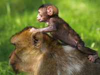 (Bildnachweis: Vogelpark-Steinen)  (Bildnachweis: Vogelpark-Steinen)